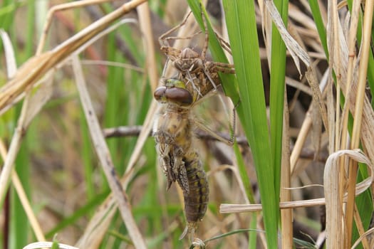Macro view of a dragonfly emerging from a nymph.