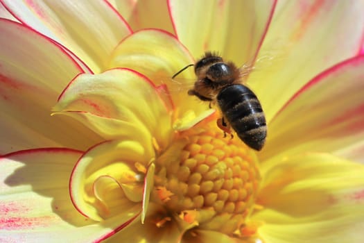 Macro view of a honeybee hovering above a dahlia.