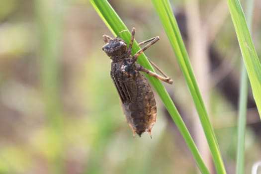 Closeup of a dragonfly nymph climbing up on grass.