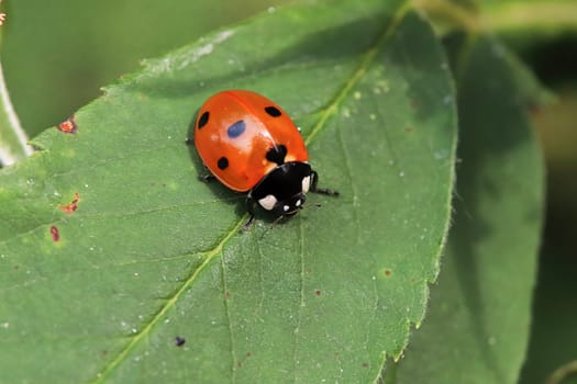 Macro of a ladybug sitting on a green leaf.