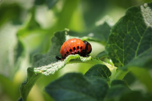 Macro of an orange potato beetle larvea.