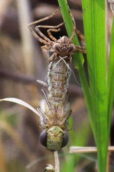 Macro view of a dragonfly hatching from a nymph.