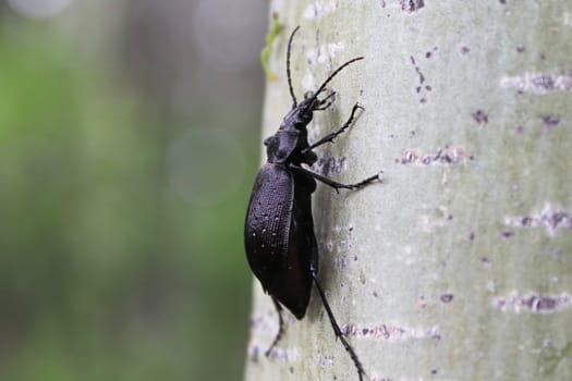 A Purple Rimmed Carabus beetle crawls on a tree trunk.