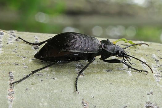 A Purple Rimmed Carabus beetle crawls on a tree trunk.