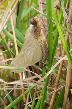 Macro view of a dragonfly unopened wings just after hatching.