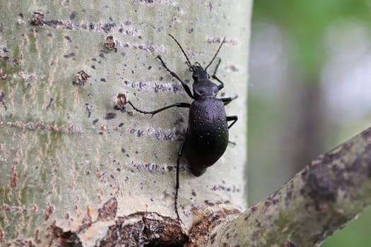 A Purple Rimmed Carabus beetle crawls on a tree trunk.