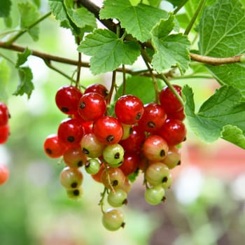 red currants in the garden