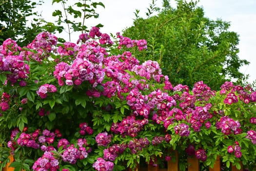 blooming climbing roses over a garden fence