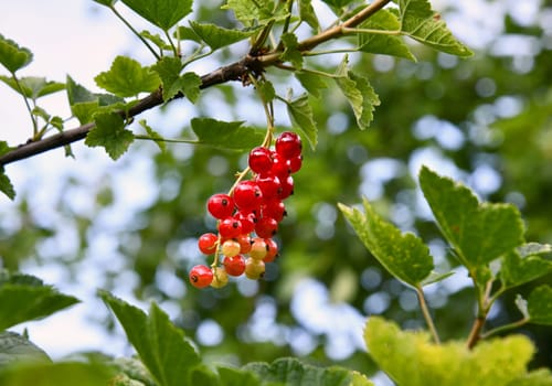 red currants in the garden