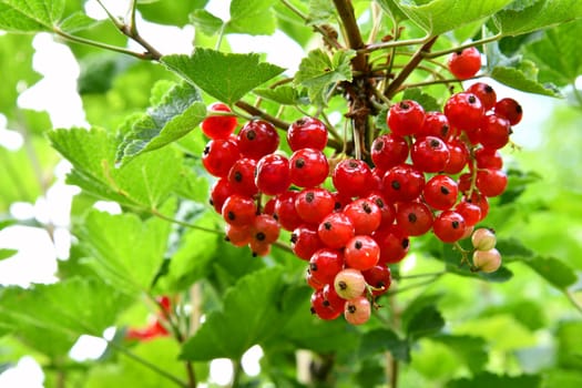 red currants in the garden