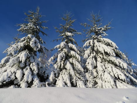 snow white cold winter beautiful ice cream trees landscape
