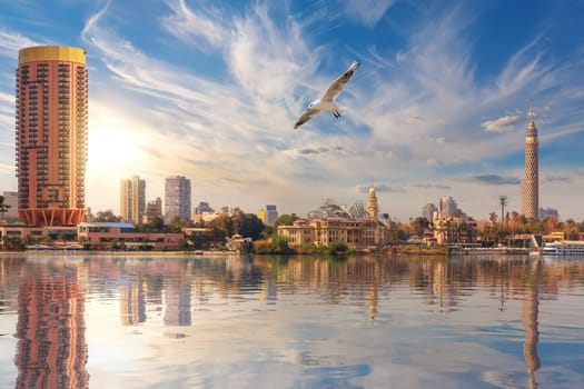 Seagull flies by Cairo downtown, TV Tower and fashionable hotels in the harbour of the Nile, Egypt.