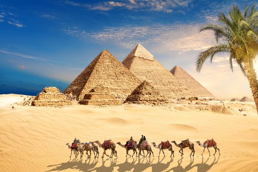 Camels in the sands by the Great Pyramids of Giza, Cairo, Egypt.