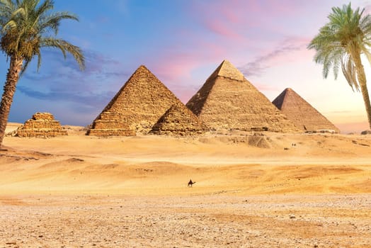 Famous Great Pyramids of Egypt behind the palms, Giza, Cairo district.