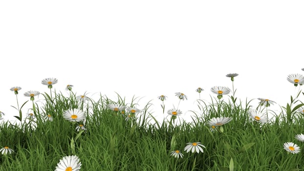 3D render of a flower landscape with daiies and buttercups