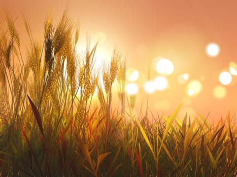3D render of Autumn wheat against sunset sky