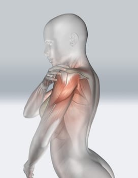 3D render of a female figure holding shoulder with muscle map