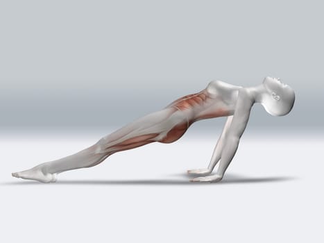 3D render of a female figure in reverse plank pose with muscles highlighted