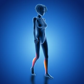 3D render of a female figure in walking pose with muscles used highlighted