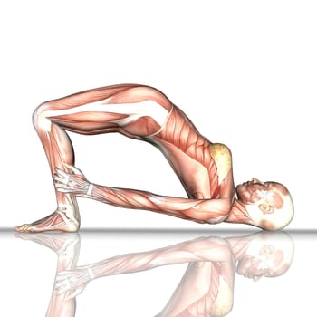3D render of a female figure with muscle map in bridge yoga pose