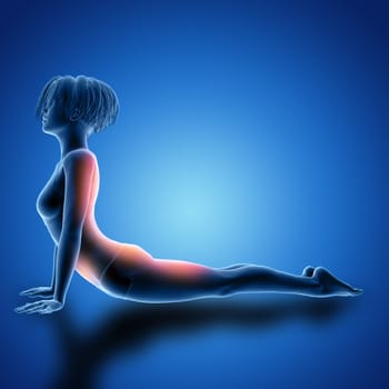 3D render of a female figure in cobra pose with muscles used highlighted