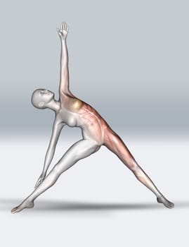 3D render of a female figure in yoga pose with muscle map