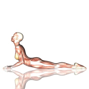 3D render of a female figure in yoga pose with muscle map