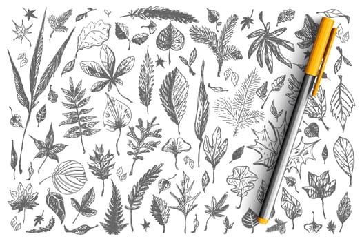 Leaves doodle set. Collection of different shape decorative autumn spring falling tree birch oak foliage isolated on white background. Part of forest nature hardwood plants illustration.