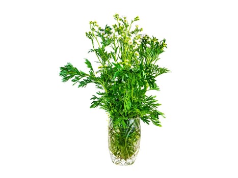 Bouquet of wormwood plants bitter on a white background. Artemisia absinthe. Bouquet of flowers in a vase. Medicinal plants. Blooming flowers of the wormwood plant.