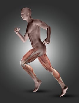 3D render of a male figure in running pose with leg muscles highlighted