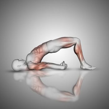 3D render of a male figure in bridge pose showing muscles used