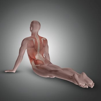 3D render of a male figure in yoga pose with back muscles highlighted