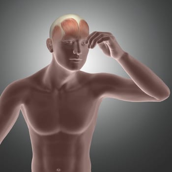 3D render of a male figure with muscles in head highlighted