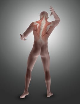 3D render of a male figure with muscles in upper back highlighted