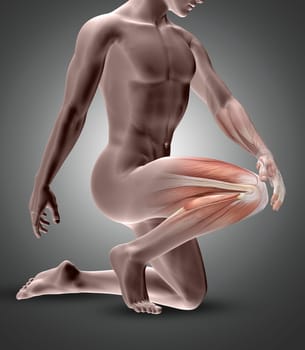 3D render of a male figure with knee muscles highlighted