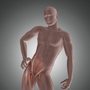 3D render of a male figure with hip muscles highlighted