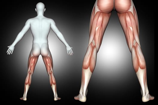 3D render of a male medical figure with back of leg muscles highlighted
