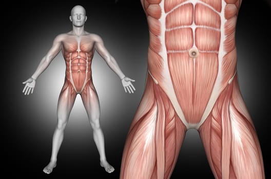 3D render of a male medical figure with abdominal muscles highlighted
