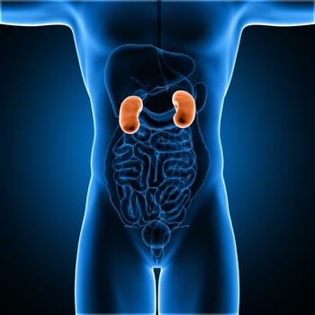 3D render of a male medical figure with kidneys highlighted