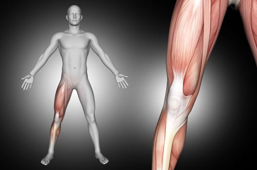 3D render of a male medical figure with knee muscles highlighted