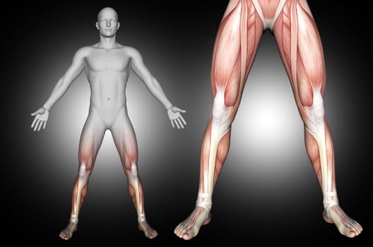 3D render of a male medical figure with lower leg muscles highlighted