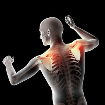 3D render of a male medical figure with shoulder blades highlighted