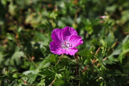 A single pink cranesbill geranium in bloom.