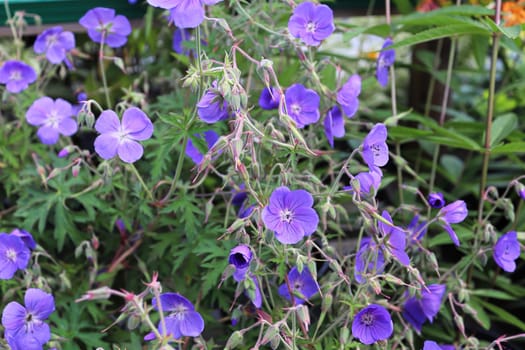 A cranesbill plant with viney purple flowers.