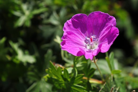 A single pink cranesbill geranium in bloom.