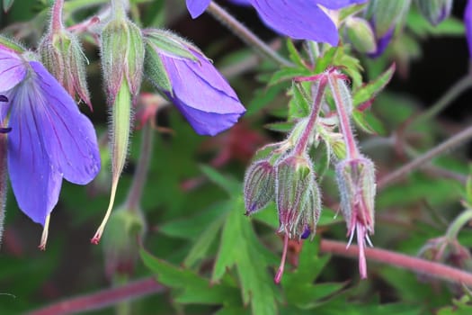 Unopen buds on a cranesbill plant stem.
