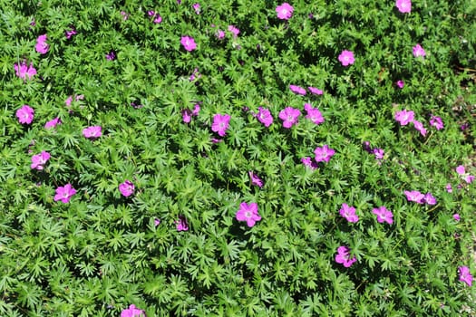 Leafy background with pink Cranesbill flowers blooming.
