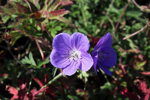 Closeup of two cranesbill flowers in bloom.