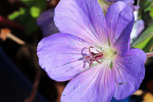 Closeup background of a purple cranesbill flower.