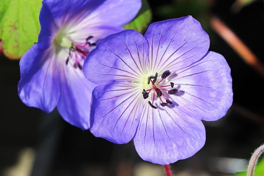 Macro background of two cranesbill flowers in bloom.